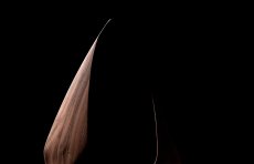 FINE ART FURNITURE - Accessoires / Client: Erlacher